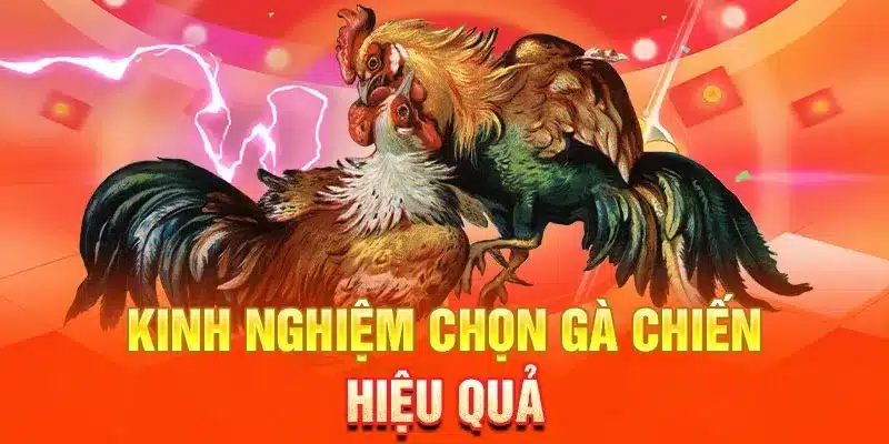 Cách chơi đá gà Thomo